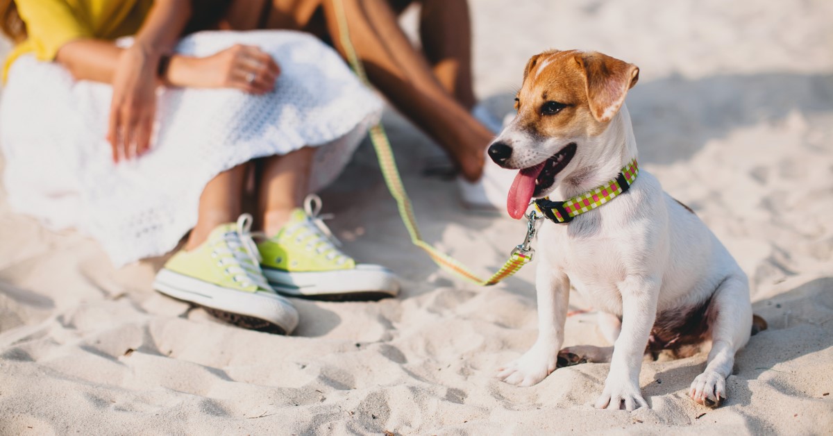 Beach Safety Tips for Dog Owners
